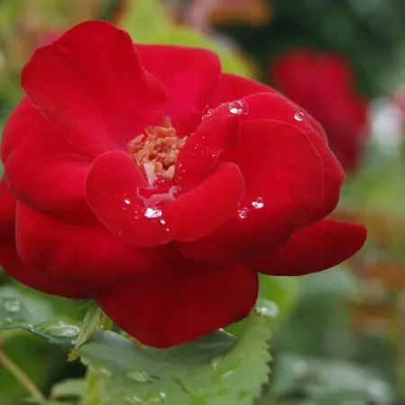 Casa De Sao Joao Gandarela de Basto