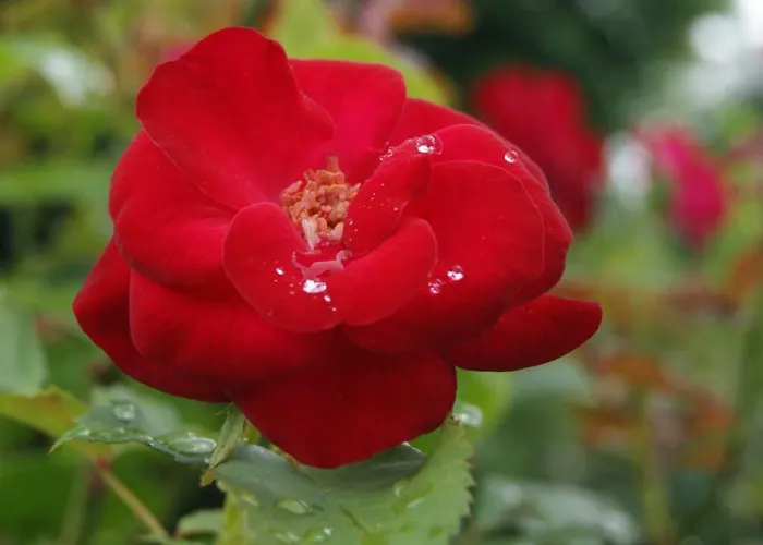 Casa De Sao Joao Gandarela de Basto